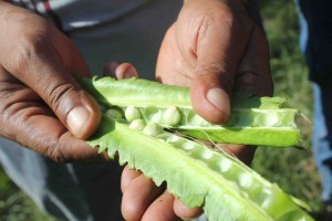 Looking inside a winged bean © Rob Williams/Seeds of Life