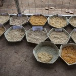 Different corn varieties at Darasula Research Centre