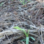 Velvet been mulch with corn growing