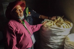 Manuel da Silva with some of his Noi Mutin harvest