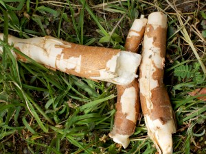 CA109 cassava