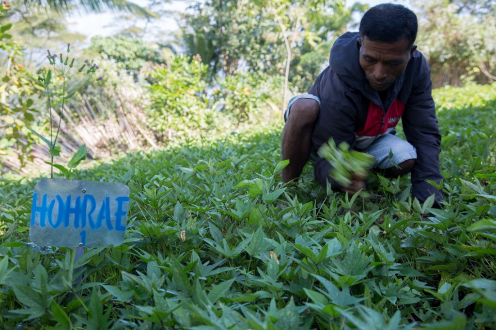 Agusto Martins, chief of Hakiak Buras in Bazartete, Liquica, weeds his sweet potation production plot