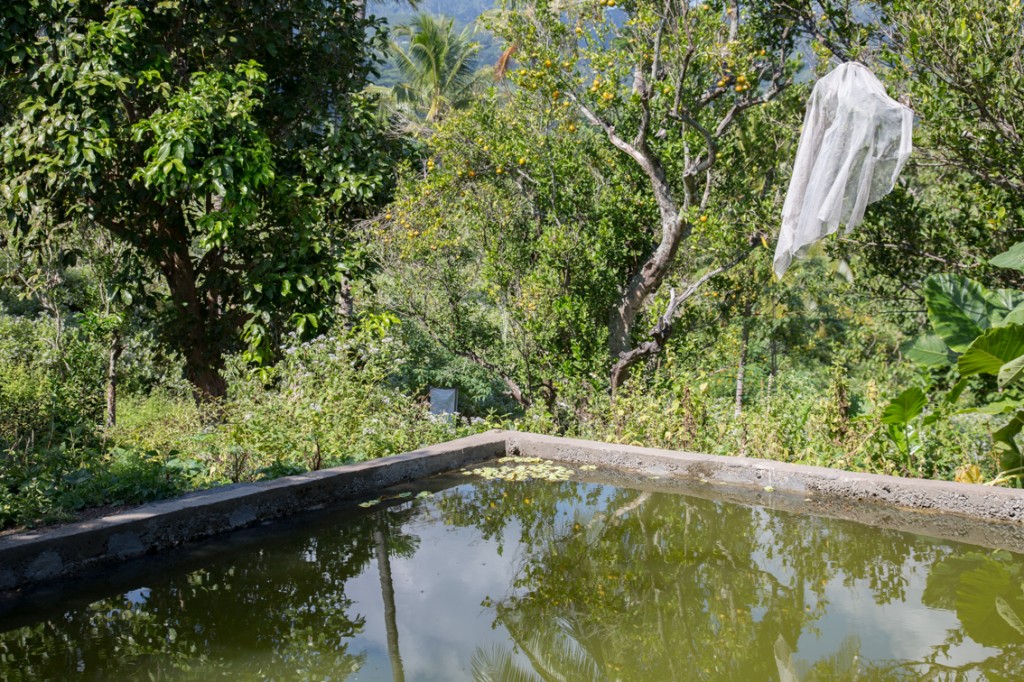 Many farmers have ponds like this one to water their sweet potato plants regularly