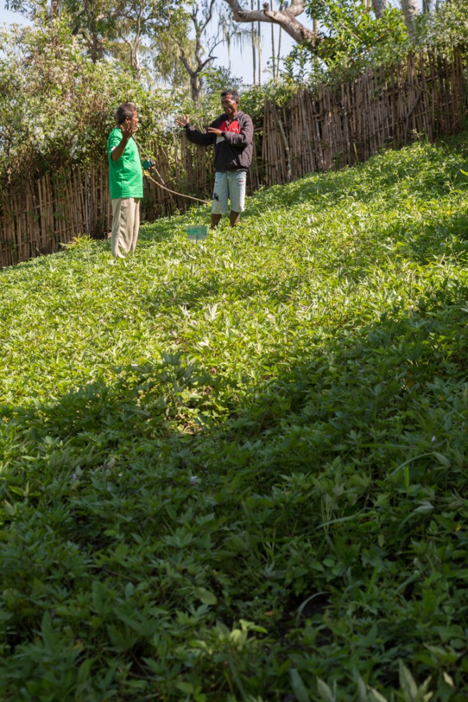 Liquica District Seed Officer speaking with Agusto in his group’s sweet potato production centre