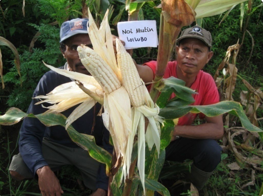 Noi Mutin and Sele maize varieties have been widely tested on research stations and with farmers © Unknown/Seeds of Life