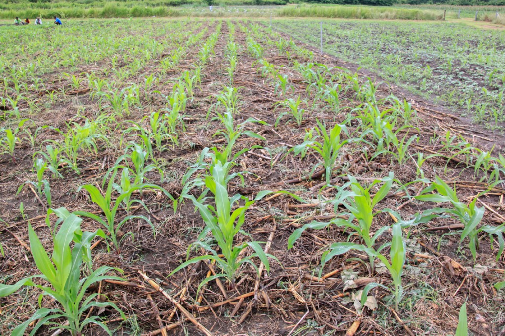 Young maize plants growing on a MAF-SoL research station as part of variety trials © Unknown/Seeds of Life