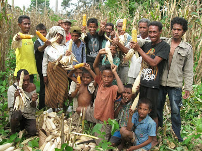 Maize field day in Baucau Feb 09