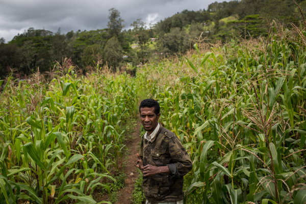 Climate change research is useful for understanding the impact on Timorese farmers' maize and rice yields © Conor Ashleigh