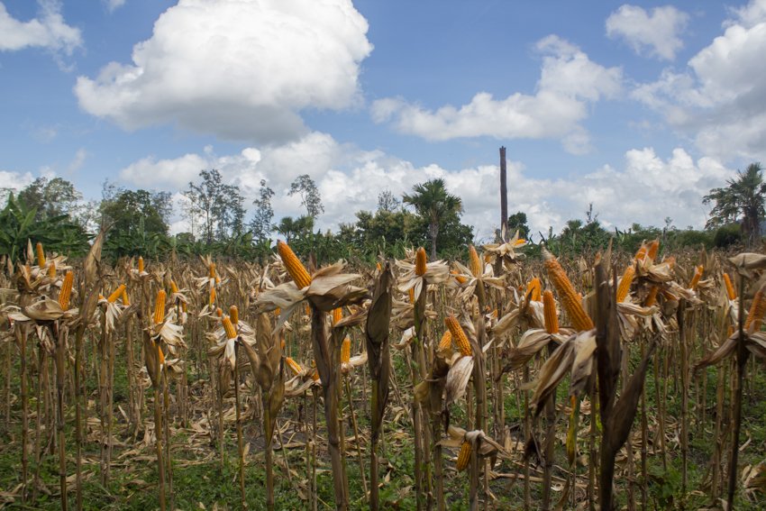 Sele cobs ready for harvest in Natarbora © Jessy Betty/Seeds of Life