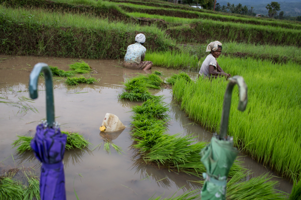 Two women keep their umbrellas on hand as they pick young rice seedlings to be replanted outside Maliana town © Conor Ashleigh/Seeds of Life