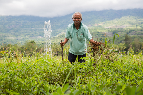 This farmer in Maliana, Bobonaro district, is happy to plant Utamua because the yield is good and the peanuts are big © Alexia Skok/Seeds of Life