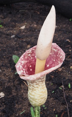 An elephant foot yam (Maek in Tetun) growing in Ainaro © Sam Bacon/Seeds of Life