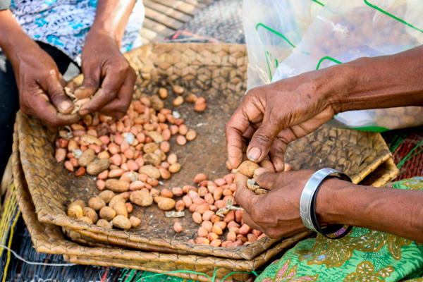 Farmers in Viqueque shell their Utamua peanut seed in preparation for bagging © Yessy Octaviana/Seeds of Life