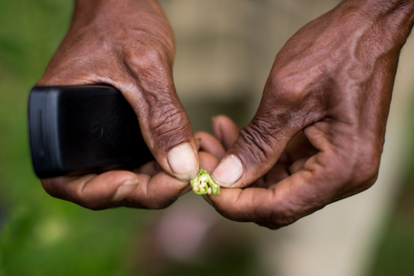 Farmer Angelino Soares Nuno breaks open a wild sesame seed pod in Maliana, Bobonaro © Conor Ashleigh/Seeds of Life