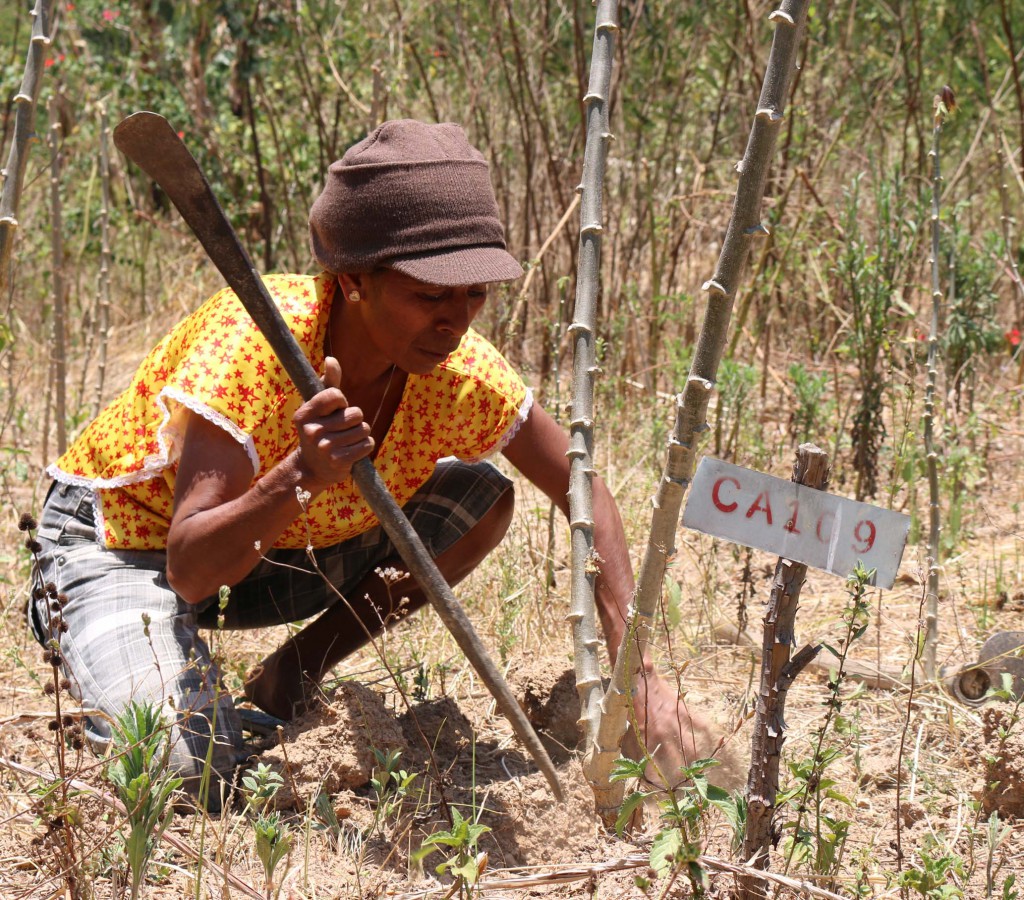 Veneranda tends to her Ai-Luka 1 crop in her field in Bandeira Hun aldeia, Aileu