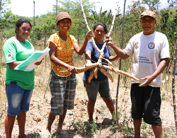 Veneranda (second from left), her daughter and husband Fortunatu show MAF-SoL Researcher Maria Martins one of their cassava crops