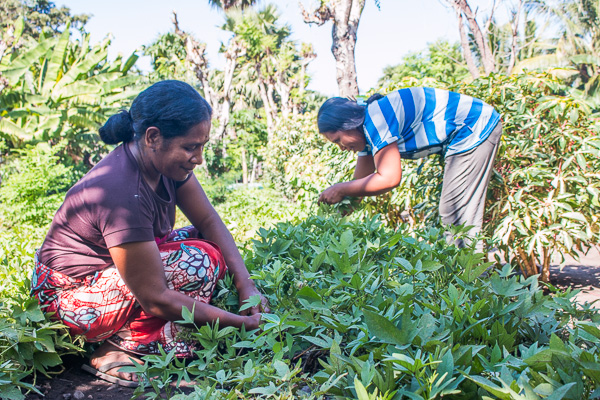 ALice with one of group members weeding the sweet potato plot © Yessy Betty/Seeds of Life