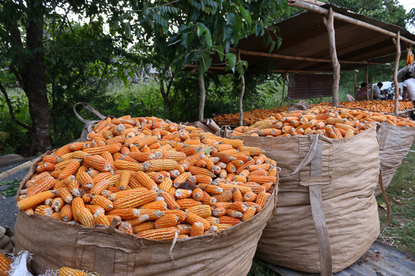Sele maize production by community seed group in Fatumaca, Baucau © Yessy Betty/Seeds of Life